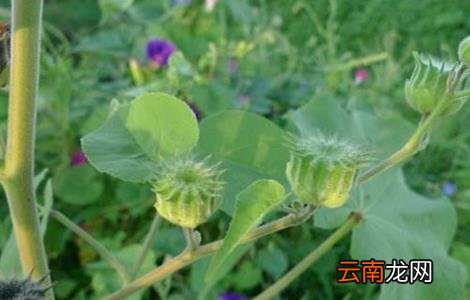 苘麻怎么种
