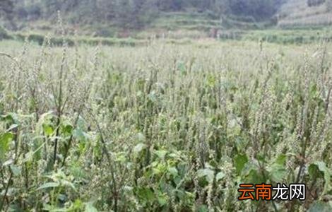牛膝的田间管理技术