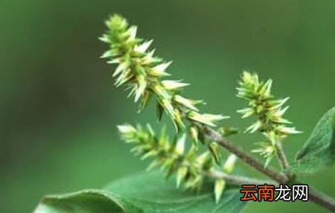 牛膝的田间管理技术