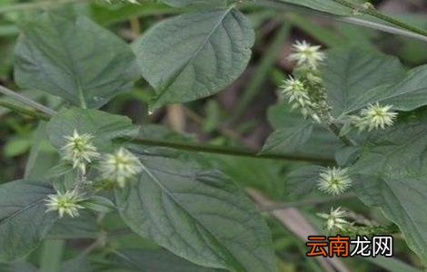 牛膝的田间管理技术