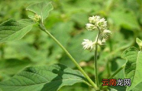 牛膝的田间管理技术