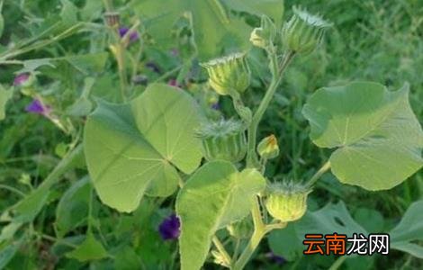 苘麻怎么种