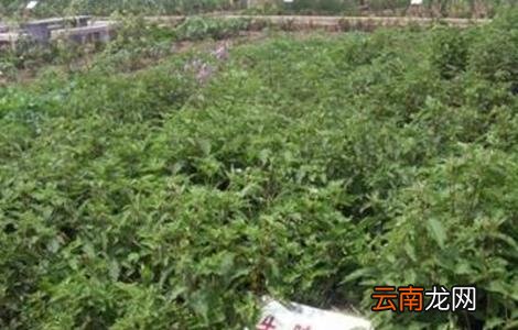 牛膝的田间管理技术
