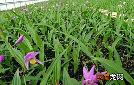 白芨施肥时间与方法