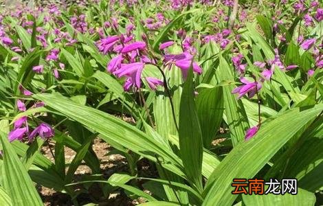 白芨施肥时间与方法
