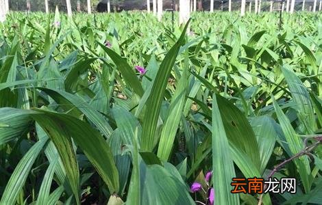 白芨施肥时间与方法