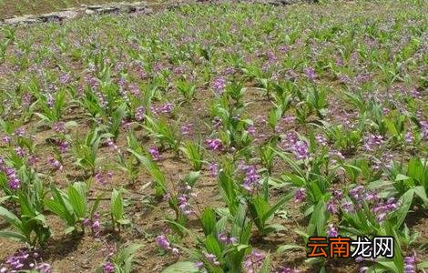 白芨施肥时间与方法