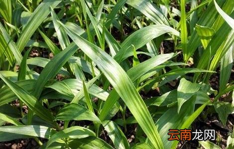 白芨施肥时间与方法