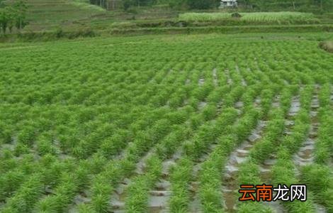 百合对生长环境的要求