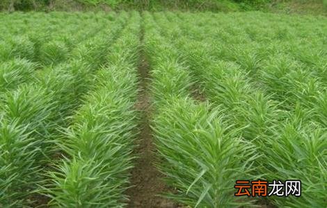 百合对生长环境的要求