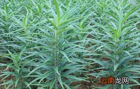 百合对生长环境的要求