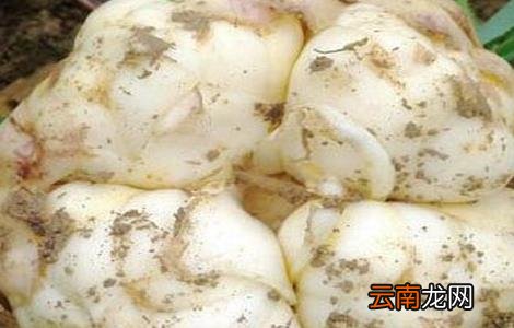 百合对生长环境的要求