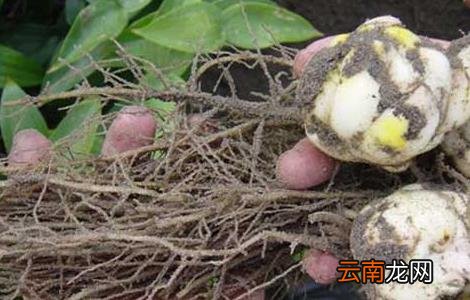 百合对生长环境的要求