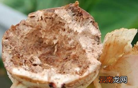 芋头常见病虫害的防治方法