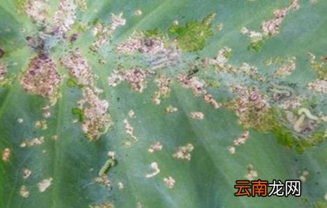 芋头常见病虫害的防治方法