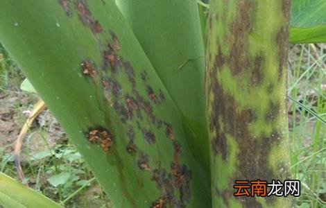 芋头常见病虫害的防治方法