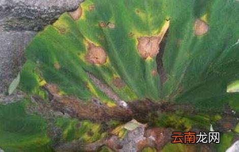 芋头常见病虫害的防治方法