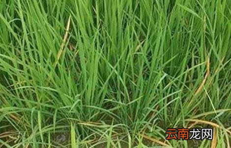 水稻种植后生长缓慢的原因