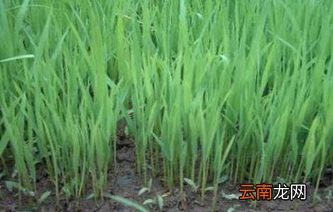 水稻种植后生长缓慢的原因
