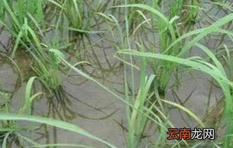 水稻种植后生长缓慢的原因