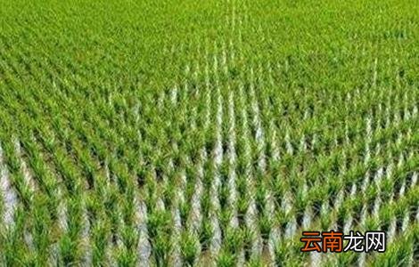 水稻种植后生长缓慢的原因