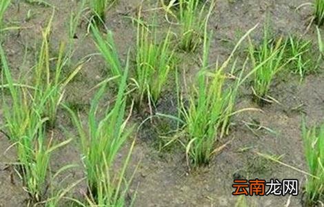 水稻种植后生长缓慢的原因