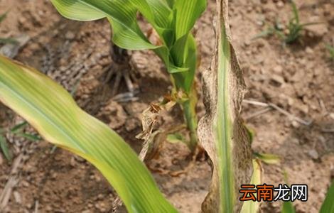 玉米死苗的原因及防治