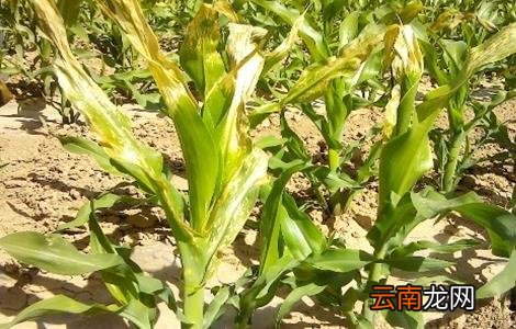 玉米死苗的原因及防治