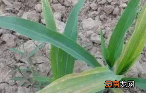 玉米死苗的原因及防治