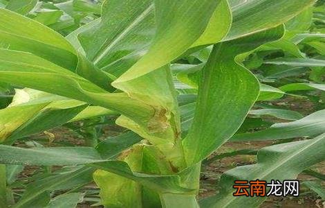 玉米死苗的原因及防治