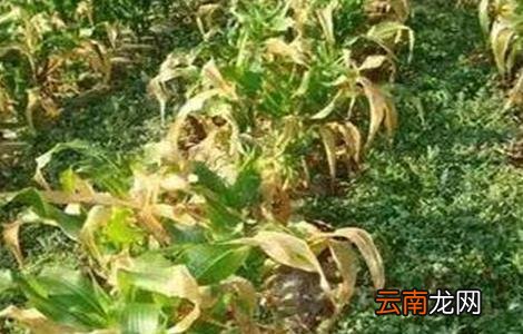 玉米死苗的原因及防治