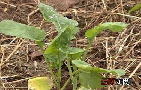 油菜死苗的原因与防治