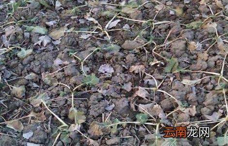 油菜死苗的原因与防治