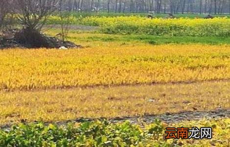 油菜死苗的原因与防治