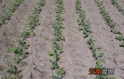 油菜死苗的原因与防治