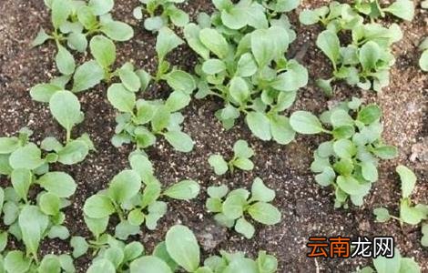 油菜死苗的原因与防治