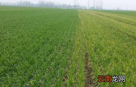 小麦需要什么生长环境