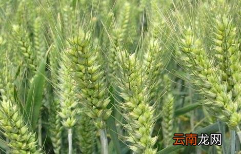 小麦需要什么生长环境