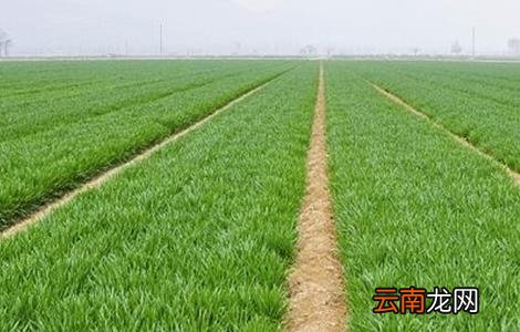 小麦需要什么生长环境