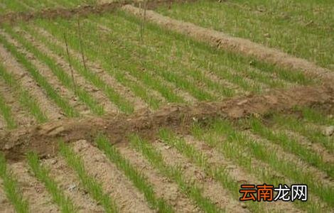 小麦需要什么生长环境