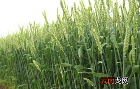小麦需要什么生长环境