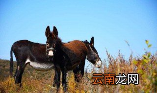 驴血为啥是白的 有什么作用呢