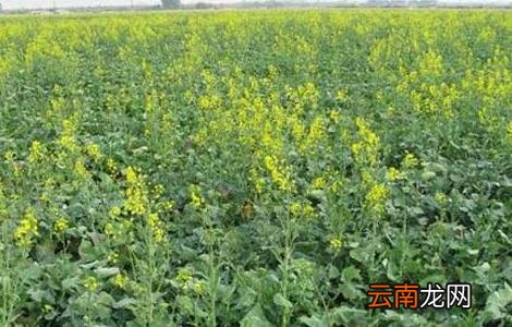 油菜的种植技术