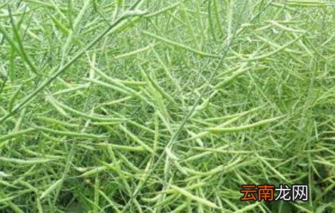 油菜的种植技术