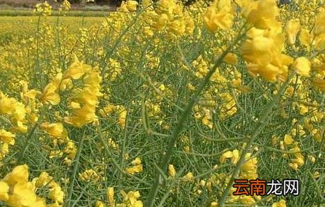 油菜的种植技术