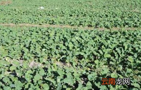 油菜的种植技术