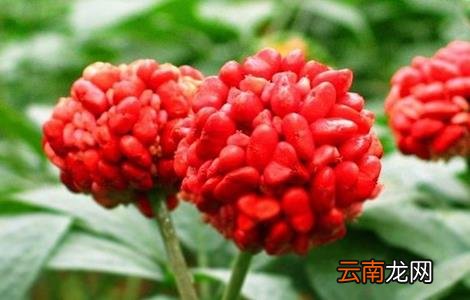 田七的种植方法