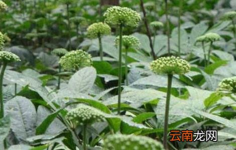 田七的种植方法