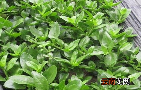 田七的种植方法