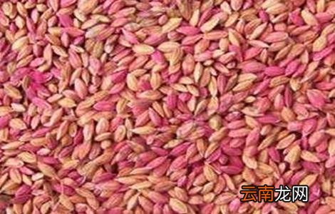 小麦种子播种前处理